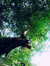 Close-up of lizard on tree in forest