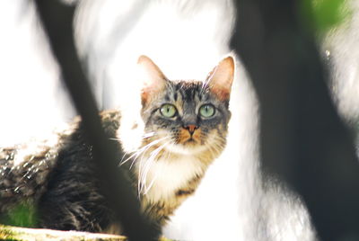 Portrait of cat looking up