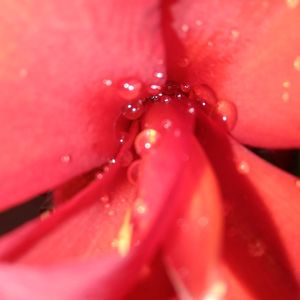 Close-up of pink flower