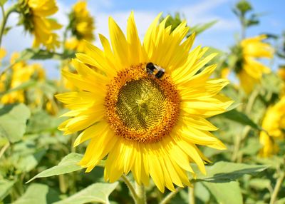 Close-up of honey bee on sunflower