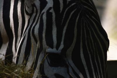 Close-up of zebra