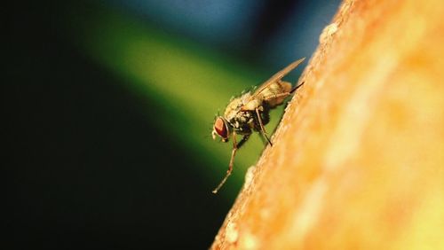 Close-up of insect on leaf