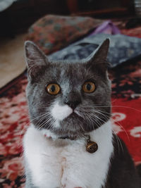 Close-up portrait of cat at home