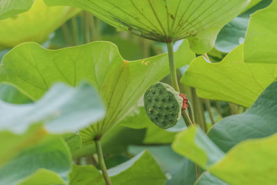 Close-up of lotus growing on plant