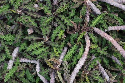 Full frame shot of moss covered tree