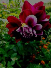 Close-up of red dahlia