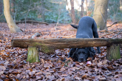 Dog between trees in forest