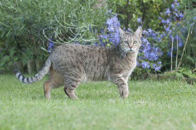 Portrait of a cat