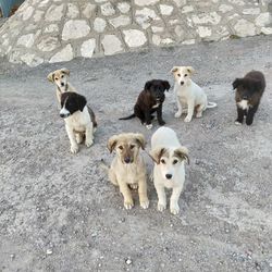 High angle view of dogs