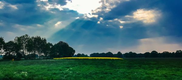 Scenic view of grassy field against sky
