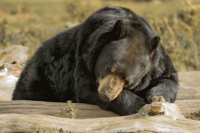 Close-up of bear sleeping on logs