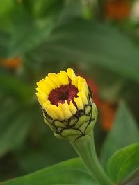 Close-up of yellow flower