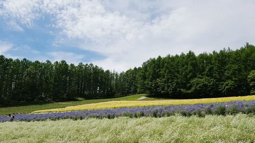 Scenic view of field against sky