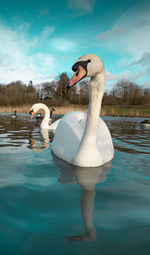 Swan floating on lake