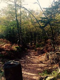 Dirt road passing through forest