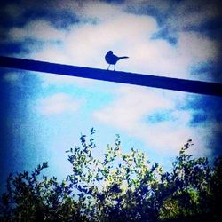 Low angle view of bird perching on tree against sky