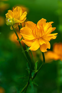 Close-up of yellow flowering plant