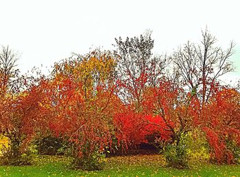 Trees on field during autumn