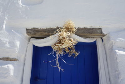 Close-up of white flowers against window