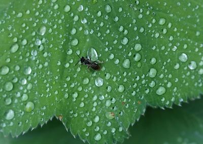 Close-up of water drops on leaf