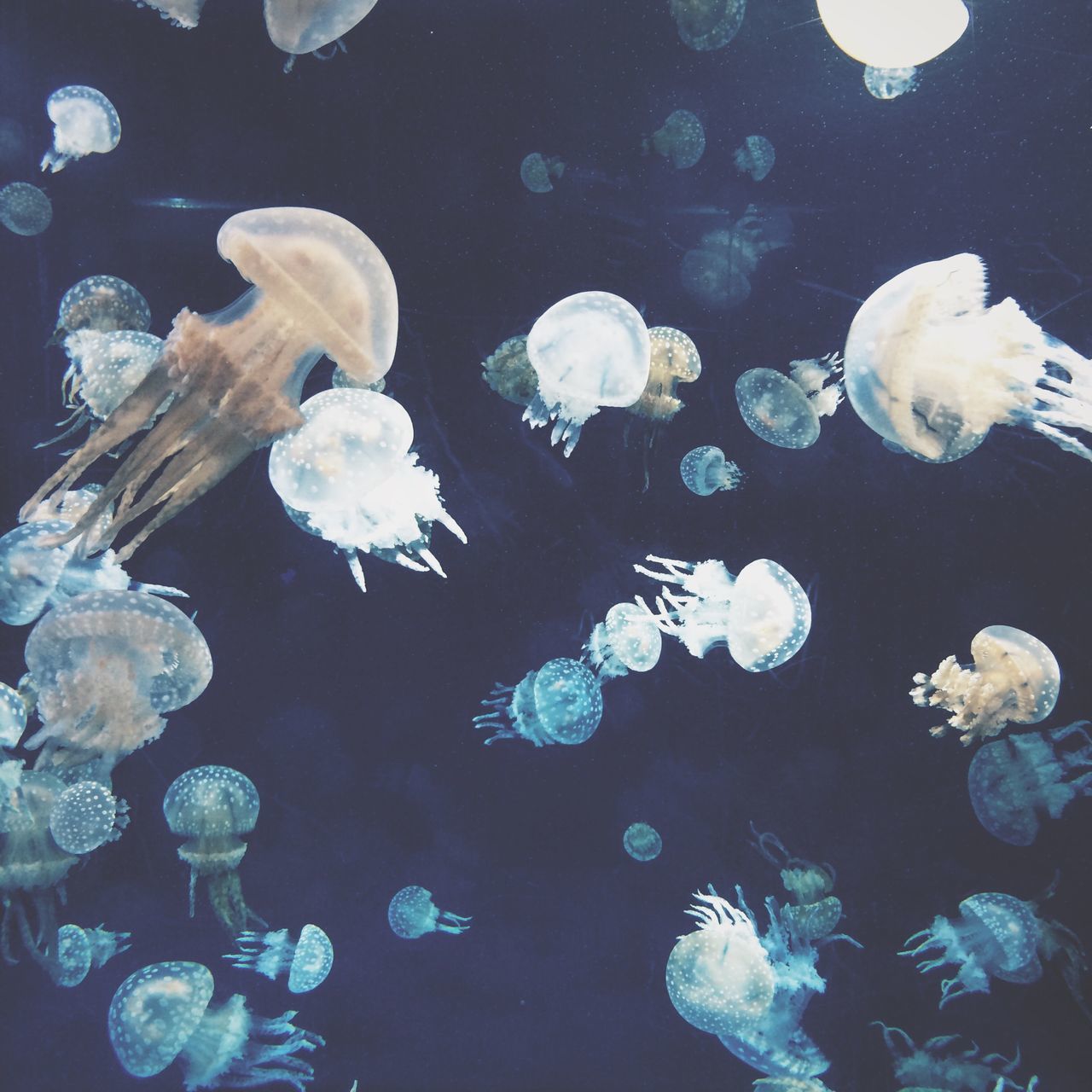 water, swimming, animal themes, underwater, animals in the wild, wildlife, sea life, fish, undersea, school of fish, transparent, jellyfish, nature, sea, medium group of animals, aquarium, aquatic, beauty in nature