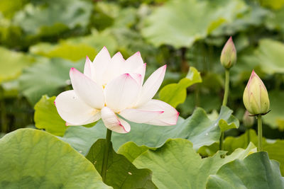 Close-up of lotus water lily