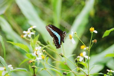 Close-up of butterfly pollinating on flower