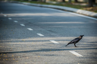 Raven on road