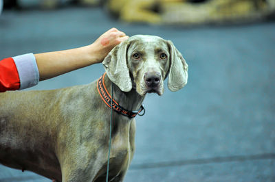 Midsection of person with dog