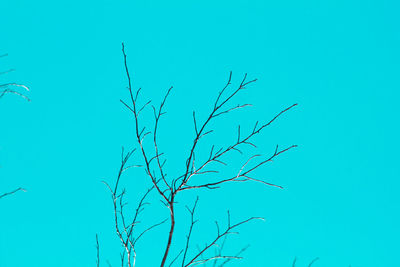 Low angle view of bare tree against clear blue sky