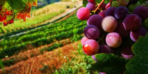 Close-up of grapes in vineyard