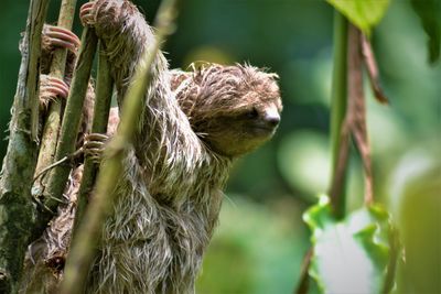 Close-up of a monkey