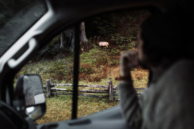 Side view of unrecognizable blurred male traveler sitting in car and observing wild deer pasturing in woods