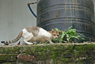 Portrait of cat walking by water tower