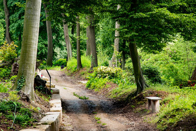 Footpath amidst trees in forest