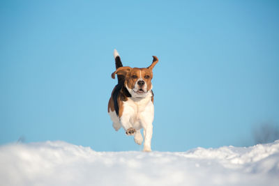 Portrait of a dog running