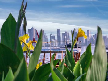 Potted plant by city against sky