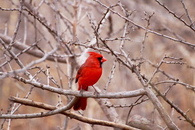 Red cardinal perching on branch