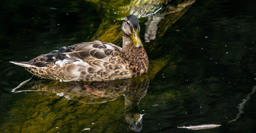 Close-up of duck swimming in lake