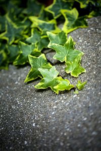 Close-up of plant