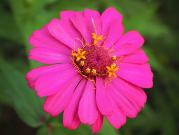 Close-up of flower