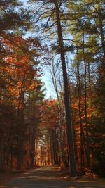 Road passing through forest