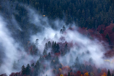 Panoramic view of trees in forest during autumn