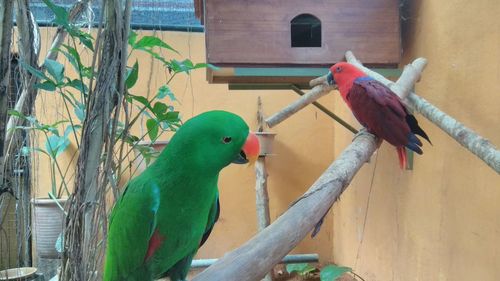 View of parrot perching on wood