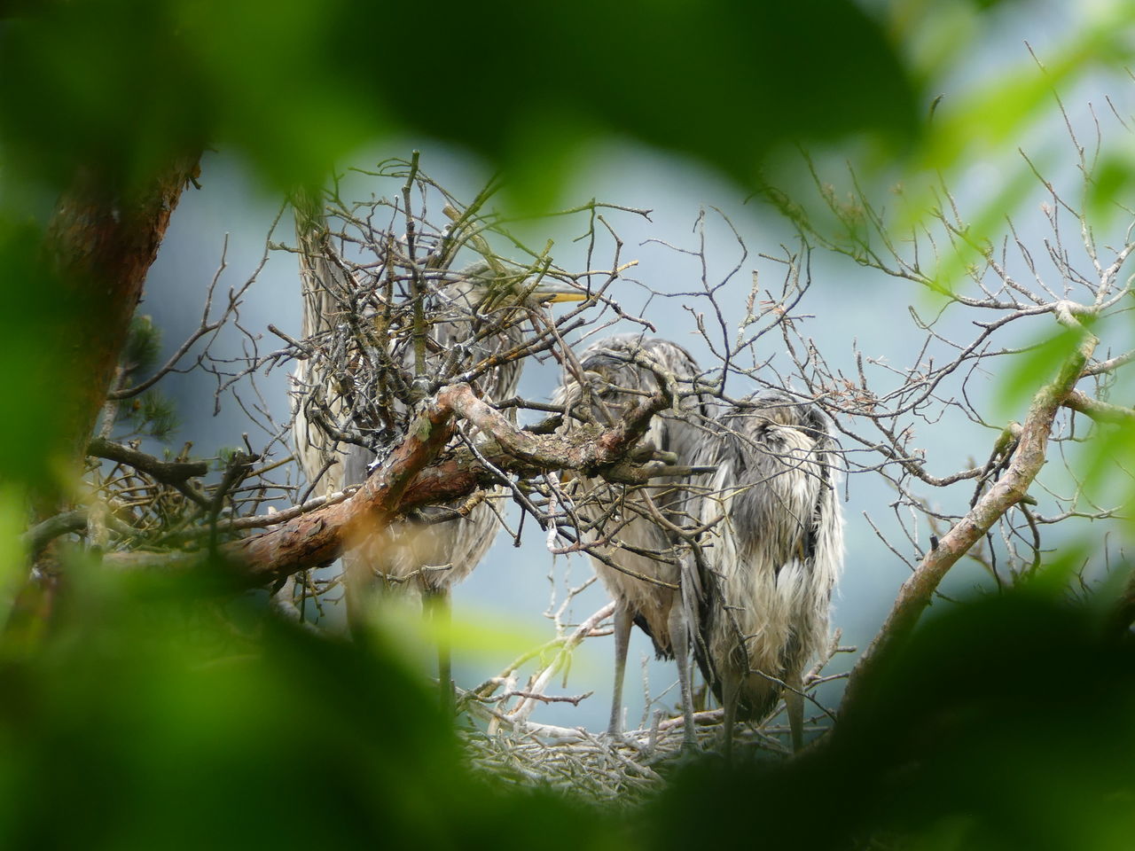 CLOSE-UP OF A TREE