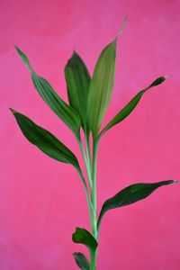 Close-up of pink flower plant against red background