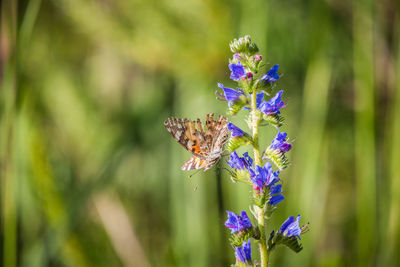 Beautiful spring flowers in a wood clearing meadow with butterfly on it. 