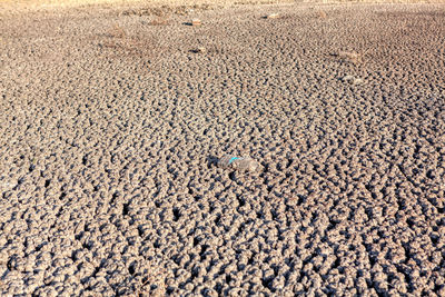 Lake bottom without water after a hot season . arid climate , drought dirty bottom after drought