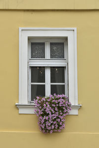 White window with pink flowers on yellow wall
