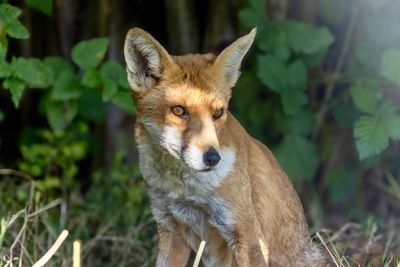 Fox on field